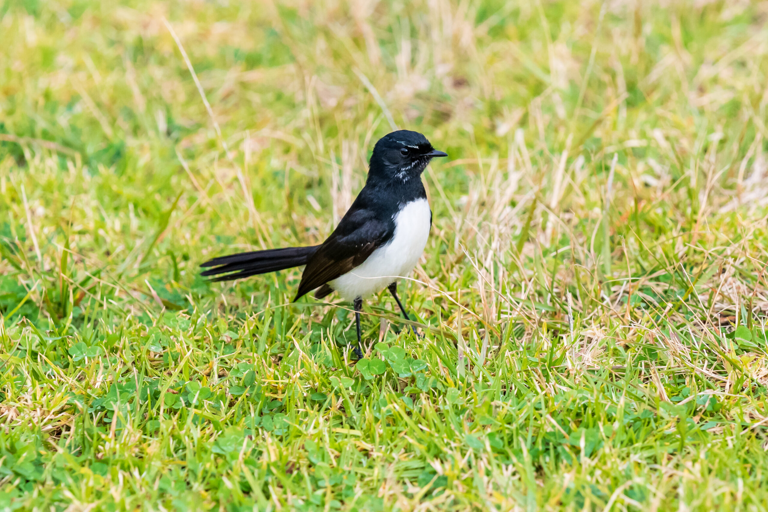 This is a close-up photograph of a willie wagtail. The bird is mostly black with a white belly. It appears to have white eyebrows and white whiskers. It is standing on green grass.