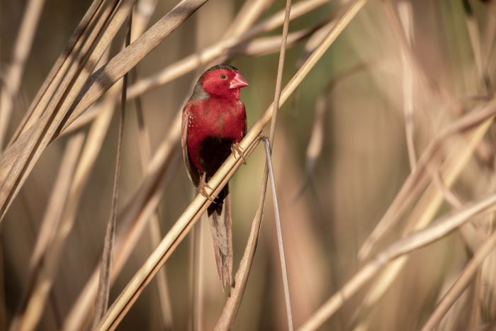 This is a close-up photo of a small long finch. The bird has a large head which is black on top and the side of its neck. It is bright crimson/red with a black belly and white spots along its sides. Its tail is long and is a cream/brown colour. It has a small black eye and a crimson/red beak. The bird sits on a long light brown leaf. The bird is the focus of the image, with the background slightly blurry featuring shades of brown and green.