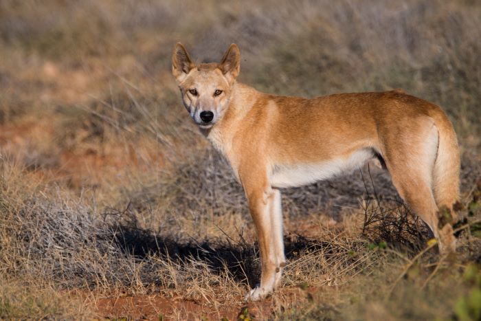 This is a photo of a brown/cream dino. It has short soft fur and pointed ears. Its back is a dark brown/golden colour, and its stomach and part of its legs are cream/white. It has a black nose and white snout with orange/red eyes. The dingo is facing the camera, and is standing on brown dirt. The area is covered with grass that is green, brown and grey.