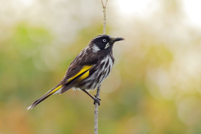 This is a close-up photo of a New Holland honeyeater. The bird is mostly black and white, with a large yellow wing patch and yellow sides on its tail. It has a small white ear patch, a thin white whisker at the base of the bill and a white eye. Its thin black leg and foot sits on a thin brown branch. The background is blurry and features shades of brown, green and cream.