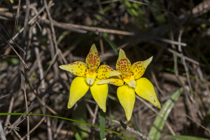 A photo of two bright yellow Cowslip orchids. The flower resembles a star, with five petals that are long and rounded but pointed at the end. There are some brown specks on the top three petals. The background is out of focus, and features light grey branches of a bush.
