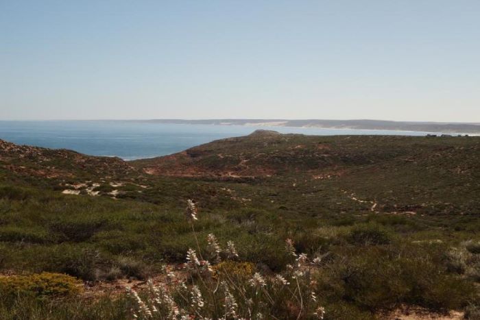 This photograph was taken overlooking Rainbow Valley in Kalbarri National Park. The landscape consists mostly of green plants with patches of white/cream sand and brown and deep red dirt. The ocean can be seen, which is blue in colour and flows between two (2) pieces of land, with the rocky cliffs extending beyond the ocean in the distance. The sky above is light blue.