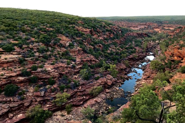 This photo shows the Murchison River with a small amount of water, indicating this photo was taken in dry season. The small amount of water is surrounded by rocks that are brown and red in colour. The gorge walls extend upwards on either side and are lined with green shrubs and trees. The sky above appears to be white in colour. 