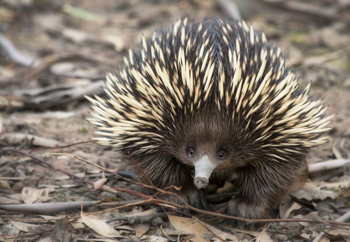 This is a close-up photograph of an echidna. It is a small and round animal that is mostly dark brown in colour. It has a short brown snout and small black eyes. It is covered in shark spikes that are mostly cream in colour with black tips. The echidna is facing the camera, and its small sharp claws can be seen standing on the brown dirt. It is standing on fallen brown leaves, brown sticks and other natural debris.