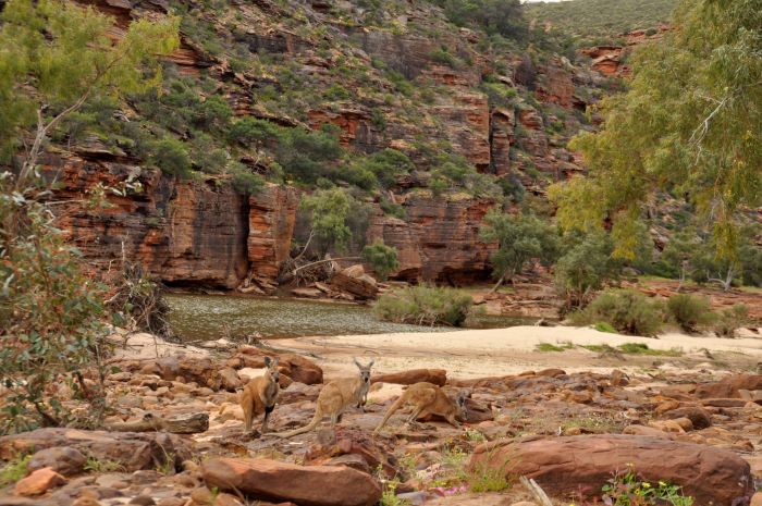 This photograph was taken in Kalbarri National Park and shows the rocky landscape that is mostly brown, grey and deep red in colour. Three (3) kangaroos are standing on the rocks and are a red/brown colour allowing them to blend into the natural environment. A small light brown body of water is behind the kangaroos, which has a small white sand beach. A rocky cliff face creates a barrier wall, which is mostly brown in colour with green plants growing on its surface.