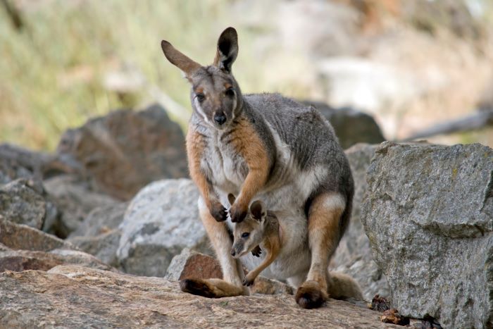 This photograph shows an adult rock wallaby with a joey in its pouch. Both the adult and baby are dark to pale grey/brown in colour. The photo shows the pale patch of the adult wallaby’s stomach. Its face is dark with a white/sandy brown stripe on its cheek. It has a thick coat with patches of light brown on its legs and arms. It has small round ears and a small black nose with black eyes. The adult is resting on a light brown rock, with light grey rocks surrounding the animal. The background is blurry and shows the green and brown colours of nearby plants
