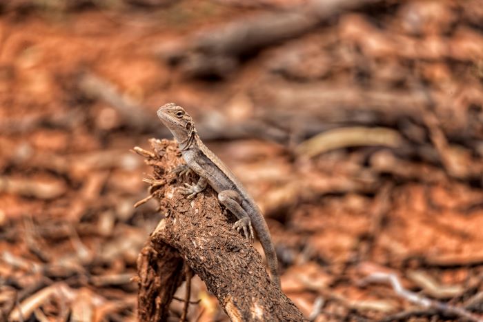 This photograph shows a western bearded dragon resting on a brown tree branch. The lizard is grey and light brown in colour with black beady eyes. It has a broad head with a long and round body. Its tail is long and extends below the branch. The background of the photo is blurry and shows the various shades of brown in the natural environment.