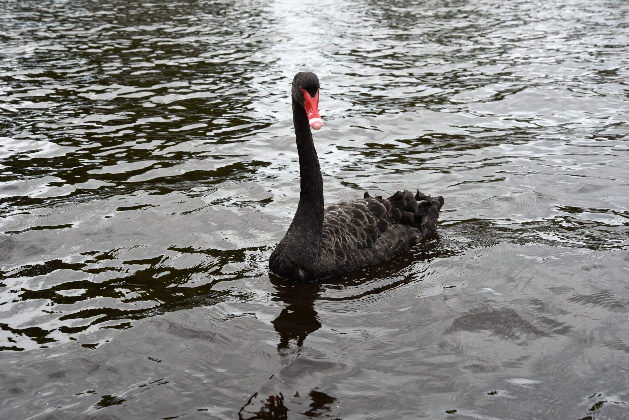 A photo of a black swan floating on some water. It is mostly black with a large, oval-shaped body, a long, thin neck, a small head and a bright red beak.