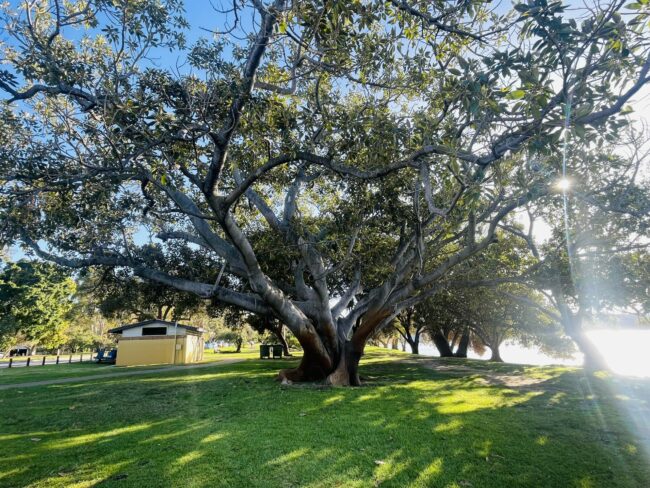 A photo of a large Moreton Bay fig tree growing on the grass of Matilda Bay Reserve. The tree has a short, wide trunk, which splits into many more branches. The spread of the branches is quite flat, but reaches far. The tree is sparsely covered in green leaves.