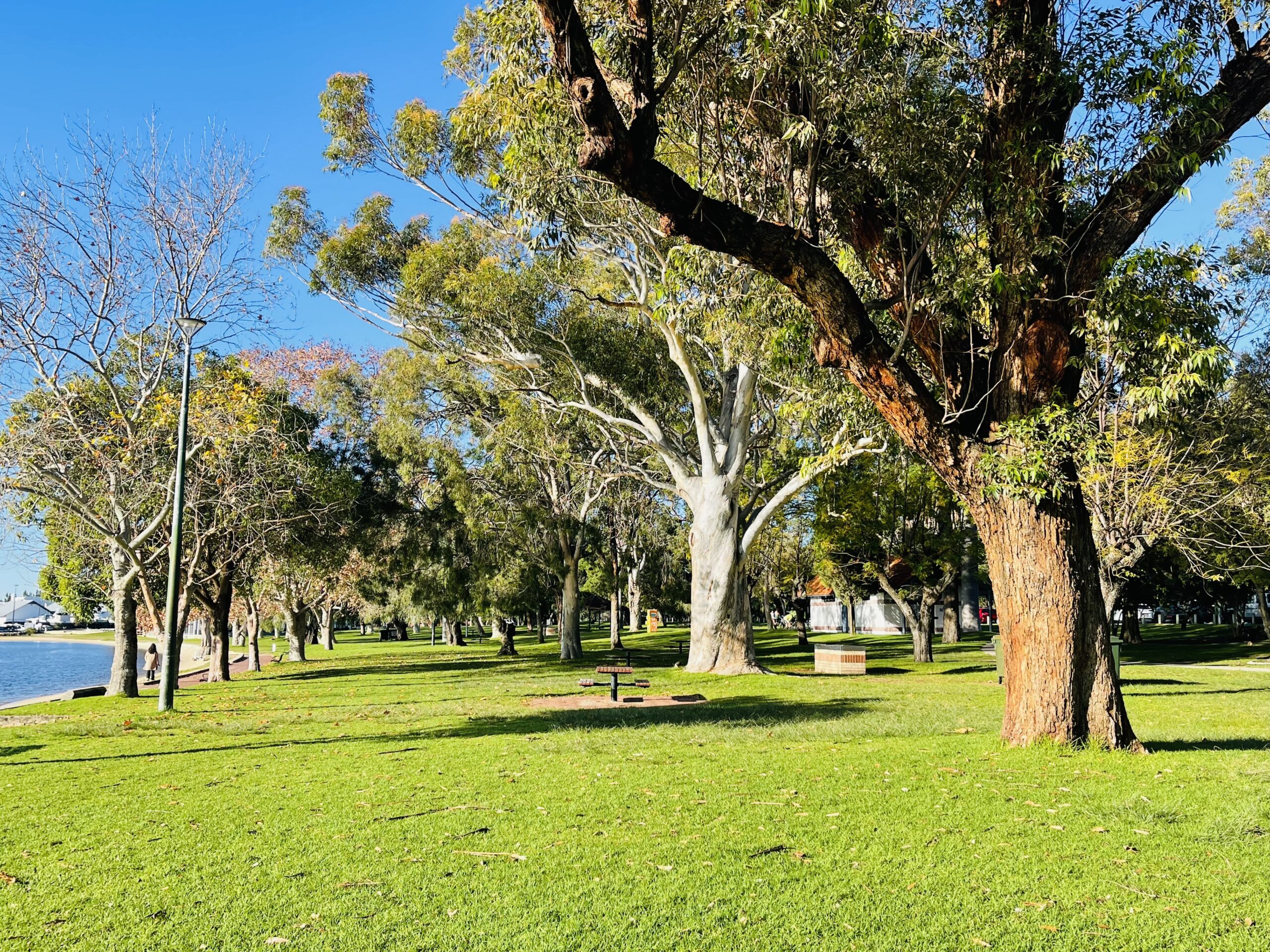 A photo of a grassed section of the reserve. Many kinds of trees can be seen with different coloured bark, ranging from dark brown to light grey. All the trees have lush green foliage. A wooden picnic table and benches can be seen amongst the trees. The sky above is clear and blue