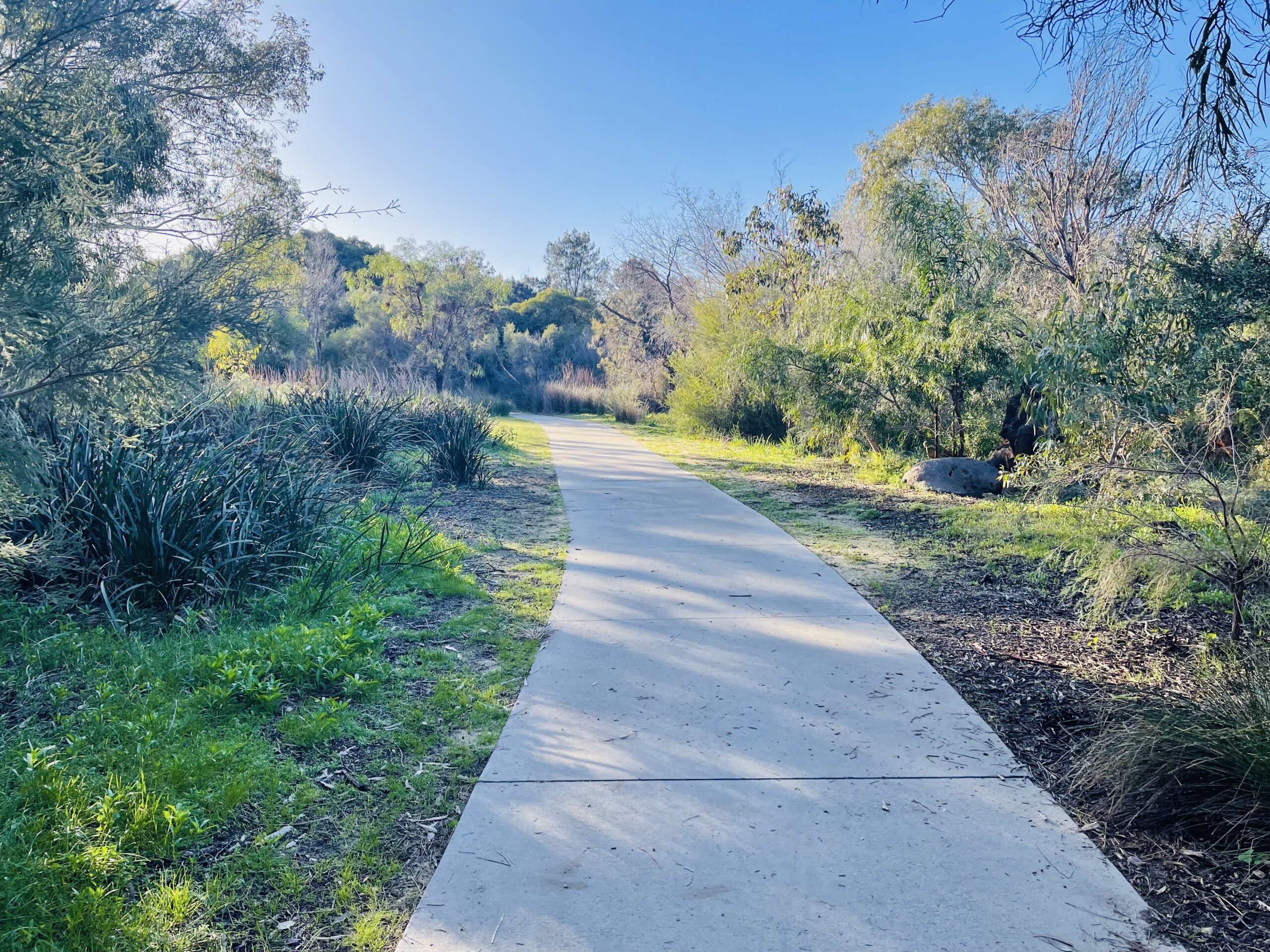 A photo of a cement path, which runs between bushes, shrubs and trees of different shades of green. The sky above is clear and blue.