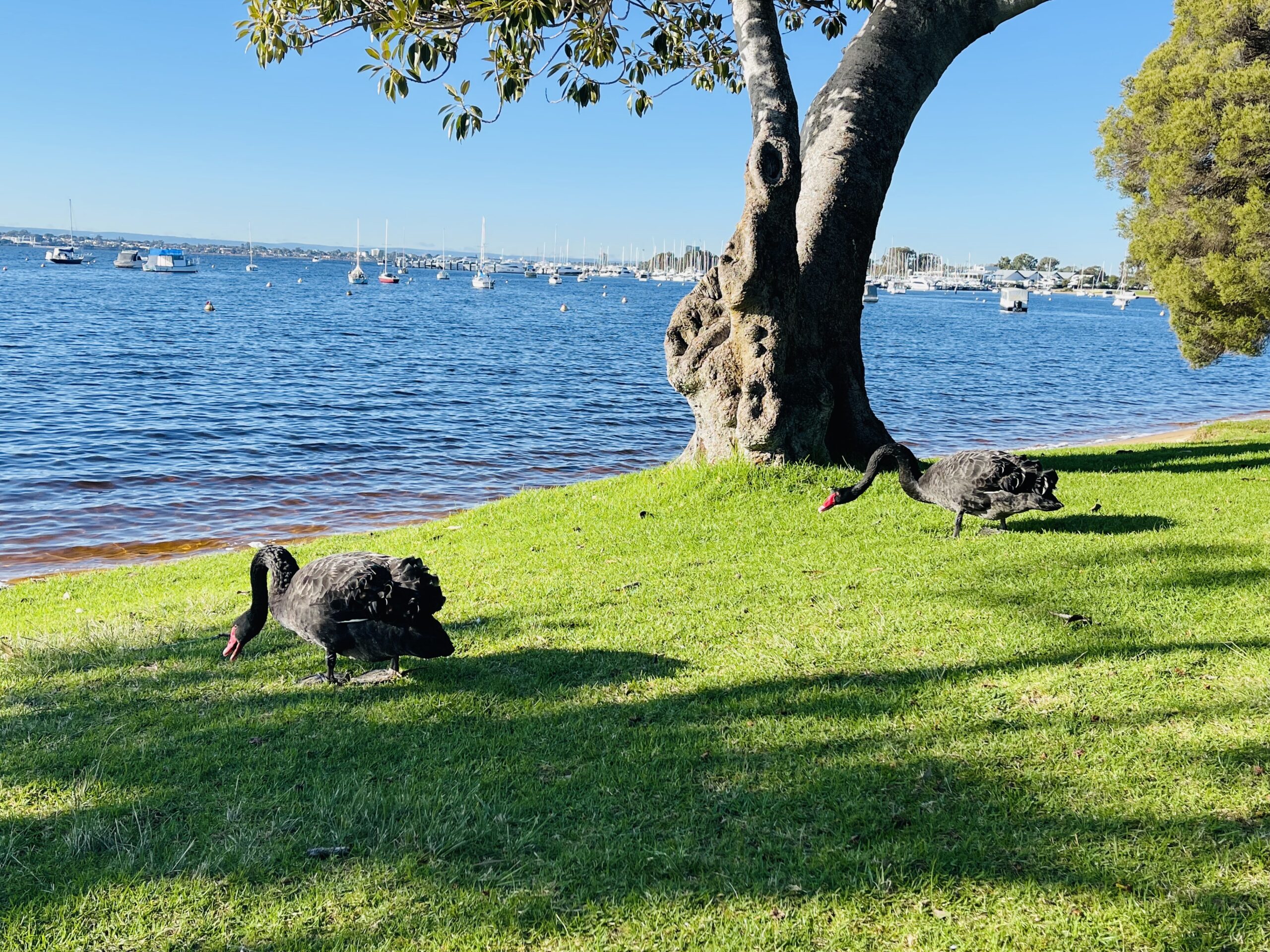 A photo of two black swans pecking at the green grass on the banks of the Swan River. The birds have large, round bodies, long, thin necks, and bright red beaks. The sky above is bright blue, and the river in the background reflects this.