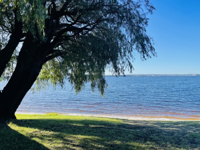 A photo of the Swan River taken from Matilda Bay Reserve. A large tree with a thick trunk and lots of small green leaves grows to the right of the photo. Green grass in the foreground leads to the blue water of the Swan River. The sky above is bright blue and clear.