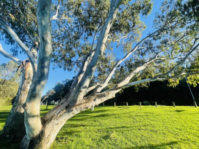 A photo of tree growing on Matilda Bay Reserve. The bark of the tree is smooth and light grey. Some branches grow upward, and some grow outward – more parallel to the ground. The ends of the branches have lots of green leaves. The background of the image is green grass and some trees.