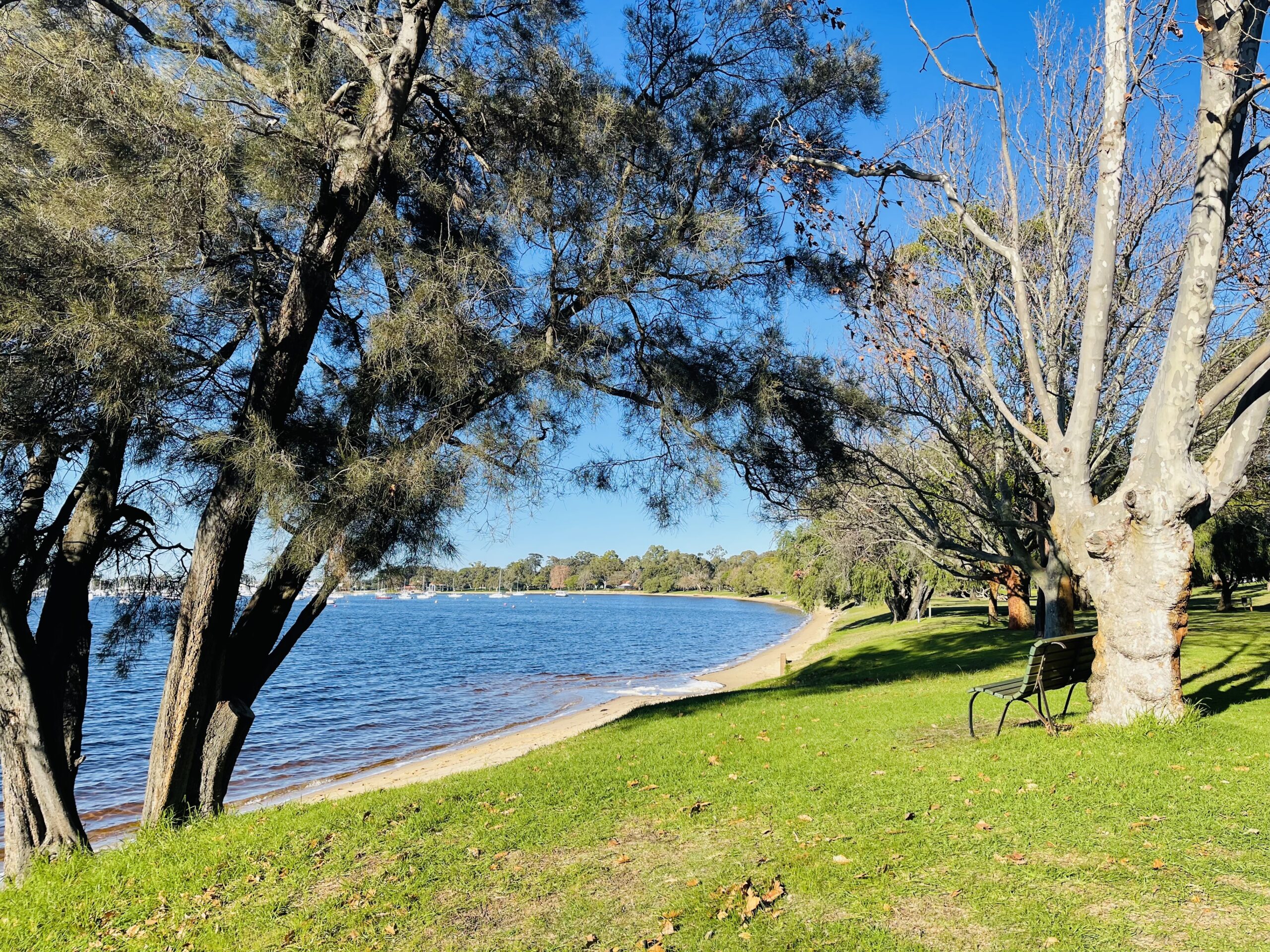 A photo of the bank of the Swan River at Matilda Bay Reserve. Green grass leads to yellow sand, which leads to the river’s edge. Trees and a park bench can be seen on the grassed area. The sky above is bright blue and clear.