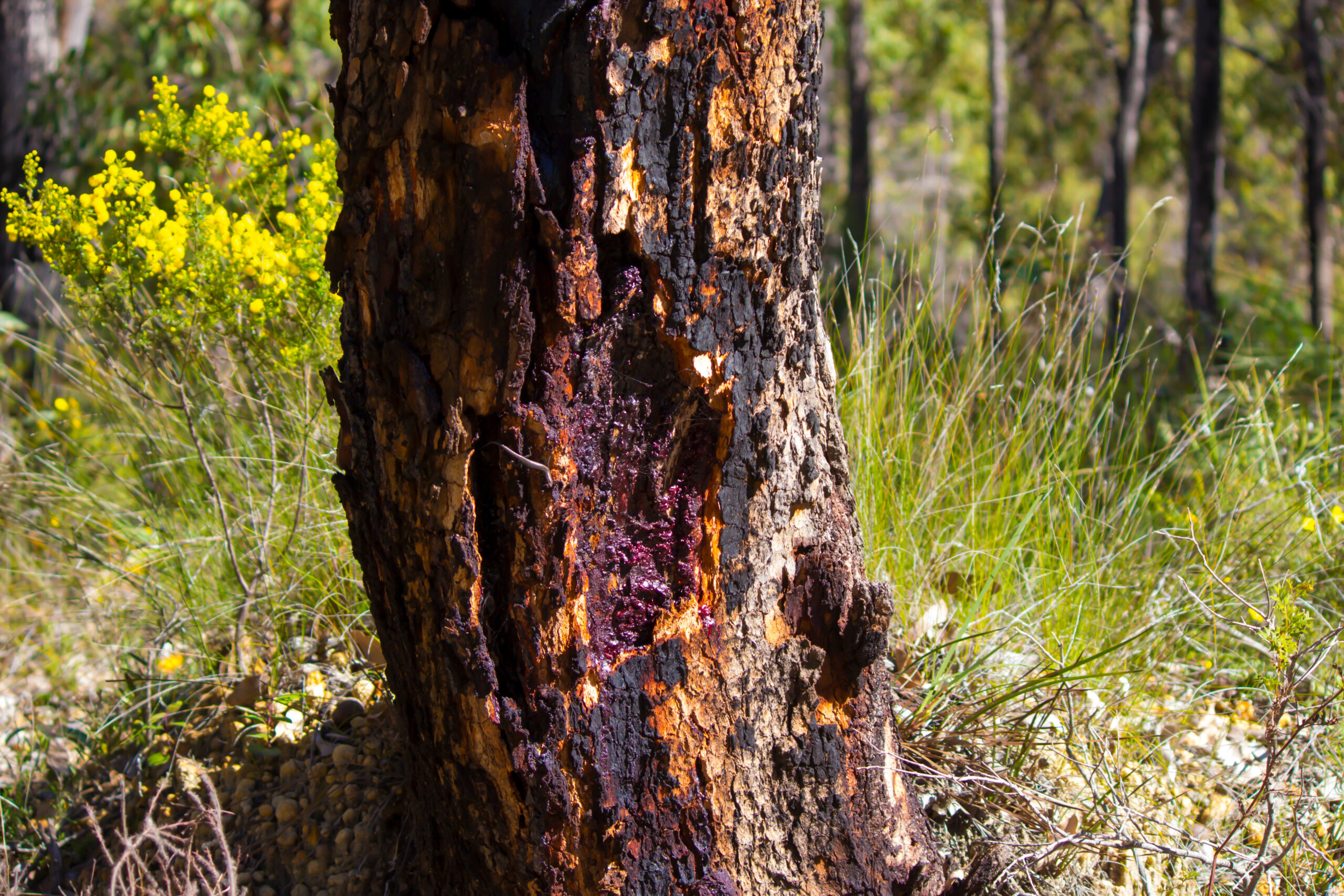 A photo of the trunk of a marri tree. The trunk has rough bark which is a mix of colours – black, orange, and grey – suggesting it may have been burnt recently.