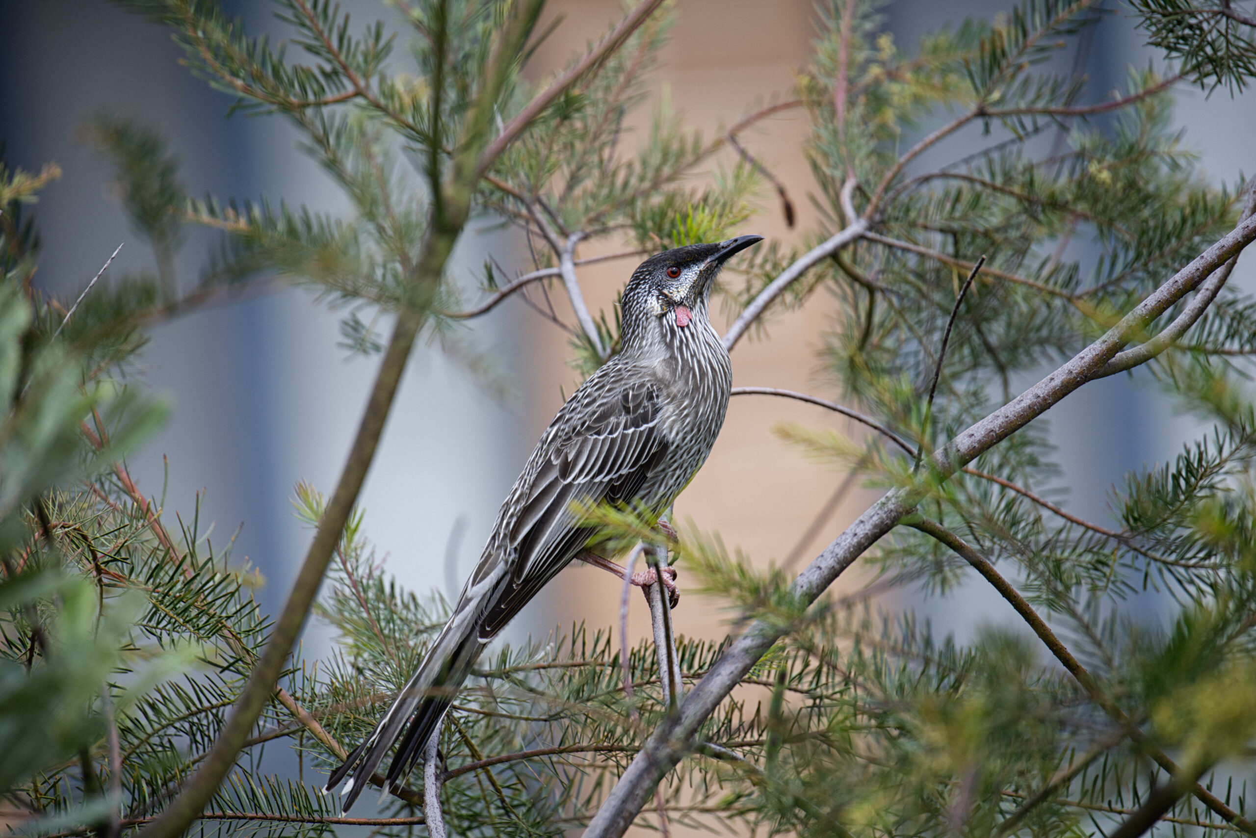 A photo of a red wattlebird sitting in a shrub. This bird is dark brown and cream in colour. It has a long, slender tail, a round body, and a small head with a longer, pointy beak. It has a small patch of red just below its cheek.