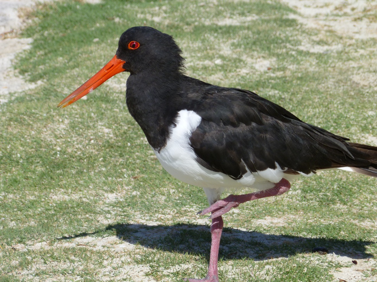 A photo of a pied oystercatcher standing on one leg. The bird is black and white in colour, with an orange, pointy beak.