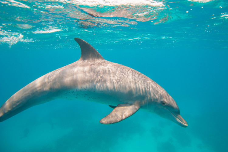 A side-on photo of a bottlenose dolphin underwater. The dolphin has a long “snout”, and a curved body that is grey in colour. It has a curved dorsal fin on its back, and another fin on its chest.