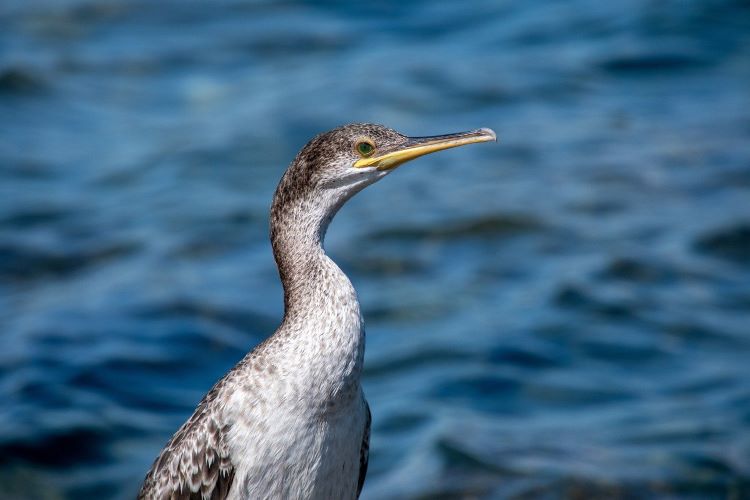 A photo of the top-half of a cormorant. It’s a medium-sized water bird, with a round body and a long, slender neck. It has a small head and a long, thin beak. White feathers cover its underbelly, and dark brown feathers cover the rest of it.