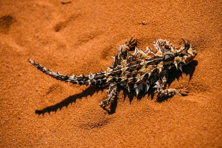 A photo of a thorny devil. It’s a very small lizard that is completely covered in spiky thorns. It is brown, white and yellow in colour.