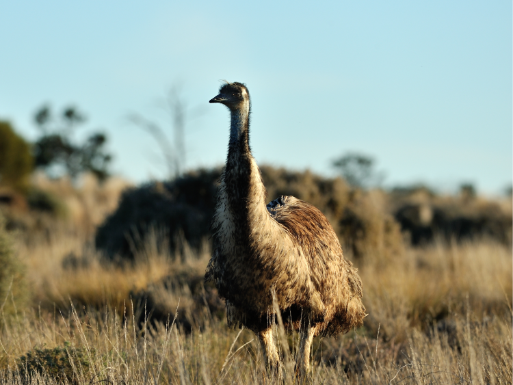 A photo of an emu. It has two (2) very long legs, and a large, round body that is covered in brown and cream feathers. It has a very long neck with a small round head, and a small beak.