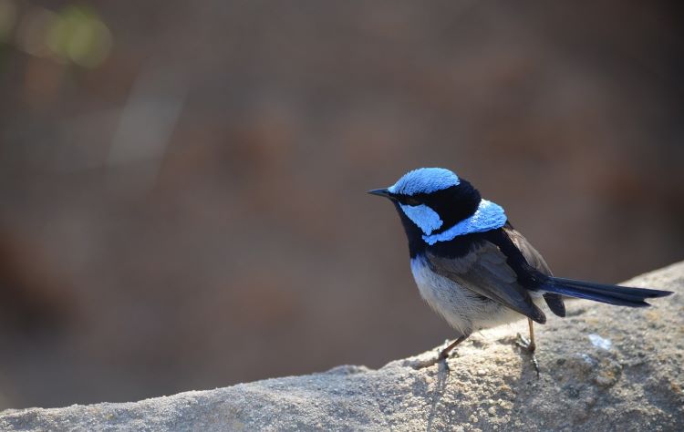 A photo of a fairy wren. It has a small beak and a round head that has patches of vibrant, bright blue feathers, and dark blue feathers. Its round body is dark grey in colour, and its tail feathers are dark blue. Its belly is light grey. It has two (2) short, thin legs.