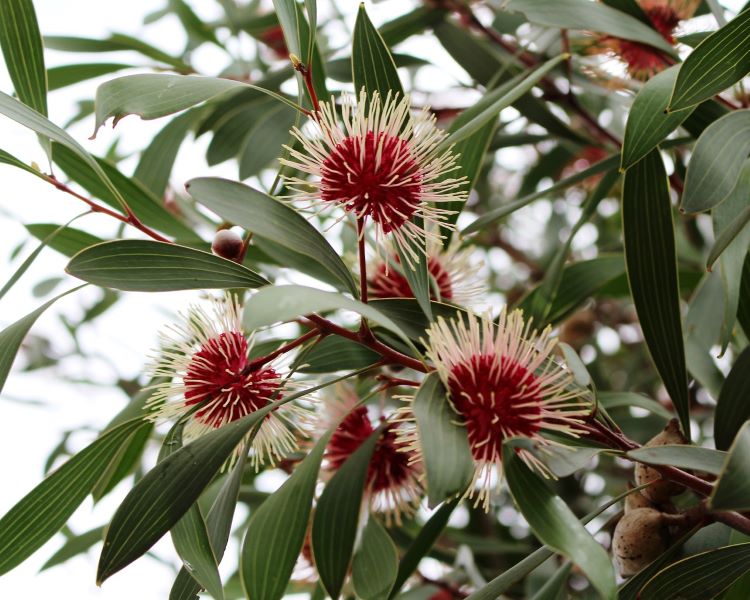 A photo of pincushion hakea flowers. The flowers have a large, red sphere in the middle, with lots of thin, white stems sticking out of it, resembling a pincushion. Large, green leaves grow between the flowers.