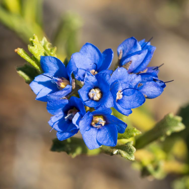 A close-up photo of halgania flowers. There are about eight (8) separate flowers bunched together. The flowers have five (5) small petals that are a vibrant mid-blue colour. The centre of the flower is a light yellow colour.