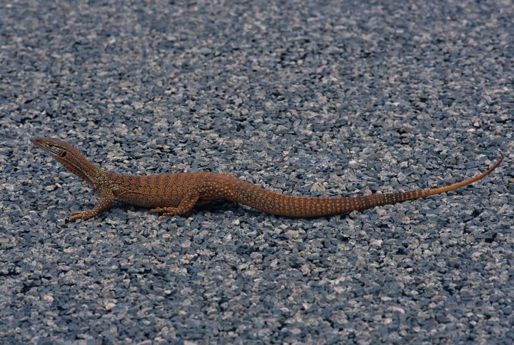A photo of a racehorse goanna. It’s a medium-sized lizard that is mostly brown in colour, with some small patches of black. Its tail longer than the whole length of its body.