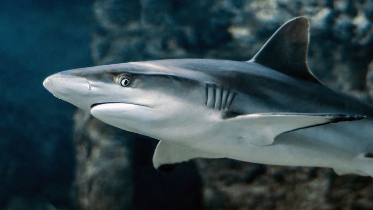 A side-on photo of a shark. The shark’s nose comes to a rounded point, and it has a black, beady eye. It has five (5) vertical slits that form gills. It has a flat fin on each side of its body, and a dorsal fin on its back. It has a white underside, and a dark grey body and back.