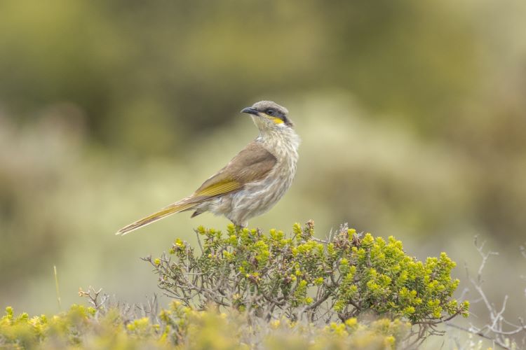A photo of a singing honeyeater. It’s a small bird with a round body, a small head and a long tail feathers. It is mostly light brown with patches of white. It also has bright yellow patches on its face and wings.