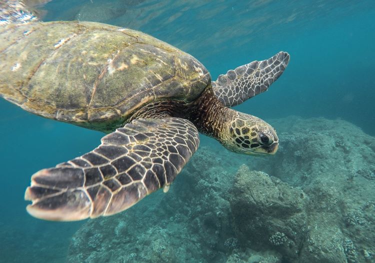 A photo of a turtle gliding through the water. It has a small, round head with large eyes. It has long fins that stick outwards just below its neck. It has a large shell that is brown and green in colour. Its two (2) shorter back fins can’t be seen in the photo.