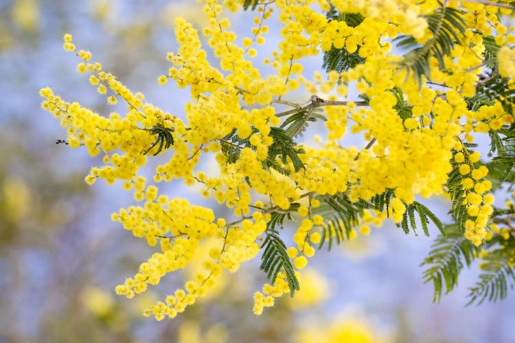 A photo of some branches of a wattle tree. The branches are covered in flowers which are bright yellow and small, round and fluffy. They also have rows of thin, green leaves.