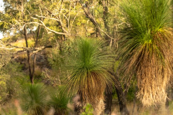 A photo of a grass tree. The top of the small tree is a bunch of very long, thin, green stems that branch out in all directions from a midpoint. There are older stems that are now brown that droop over, covering the trunk of the tree.