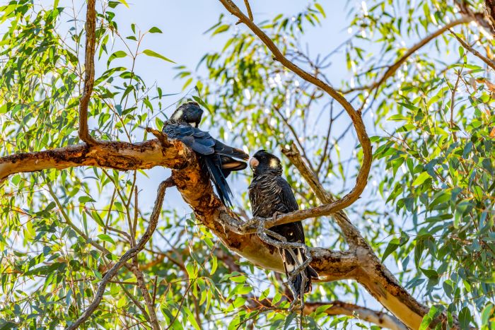 A photo of two Carnaby’s black cockatoos sitting on a tree branch. The birds are large and black with white patches on their cheeks.