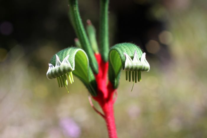 A photo of a kangaroo paw. The flower has a bright red/pink stem. Two petals then curve over parallel to each other, which have six (6) short green stems protruding from the end.