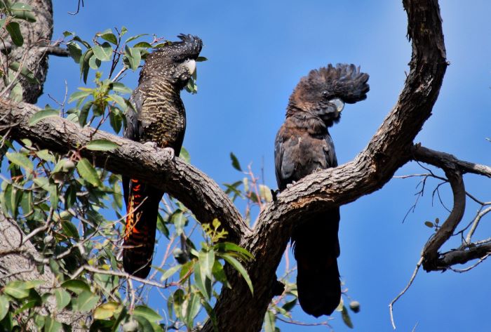 A photo of two red-tailed black cockatoos sitting on a tree branch. The birds are large and black, with feathery crowns. The bird on the left has yellow spots on its head, yellow stripes on its chest and red feathers through its tail.