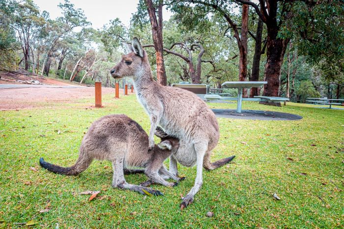 A photo of two kangaroos in the picnic area at Serpentine National Park. They stand on some green grass, and tall trees can be seen in the background.