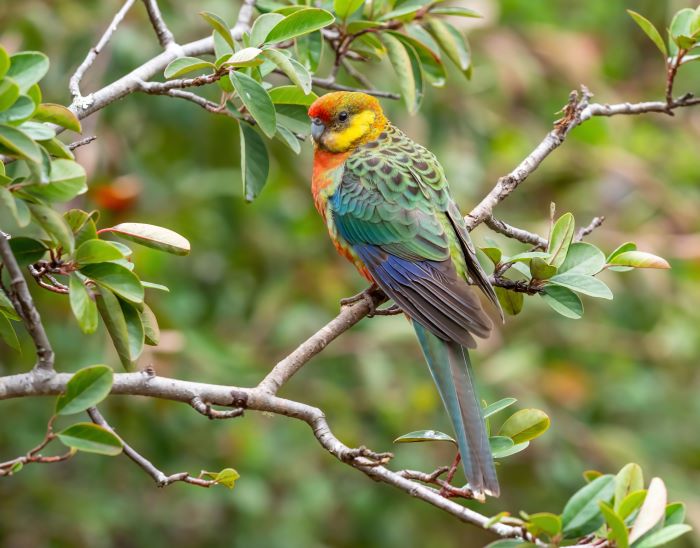 A photo of a Western rosella sitting on a tree branch. The bird is colourful, with a red head, orange/yellow chest, and green/blue wings.