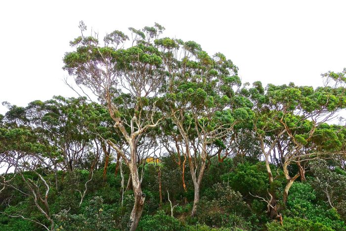 A photo of eucalyptus trees growing on a hillside. The tall trees have light brown/grey trunks and branches that reach upwards. Bunches of green leaves grow at the ends of the branches.