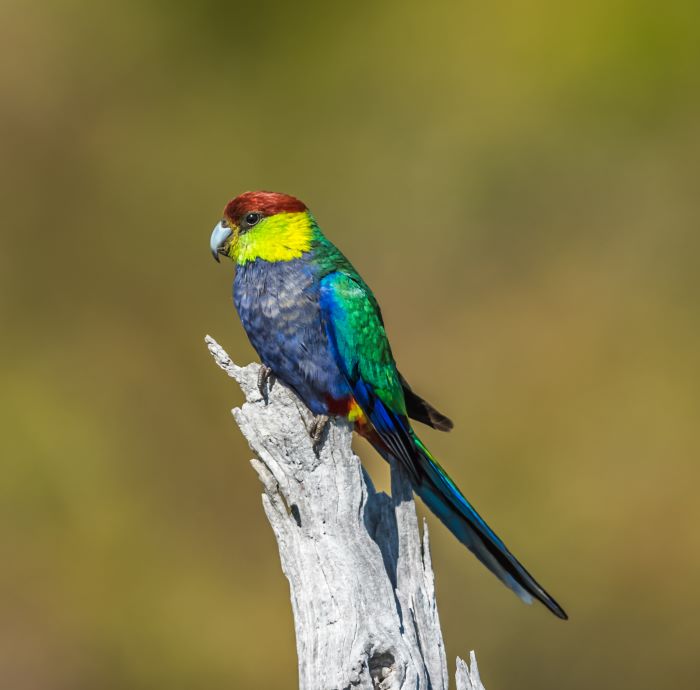 A photo of a red-capped parrot sitting on a dead tree stump. The bird is colourful, with a red head, bright yellow/green neck, dark blue chest and green wing.