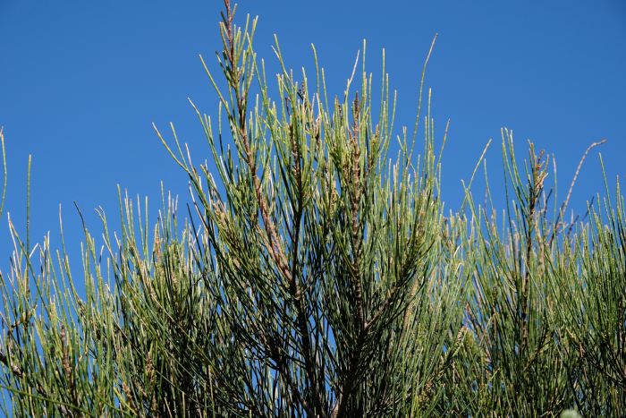 A photo of the branchlets of a sheoak tree. The branchlets are long, thin and green, and stick upwards. Lots of them grow from the main brown branches of the tree.