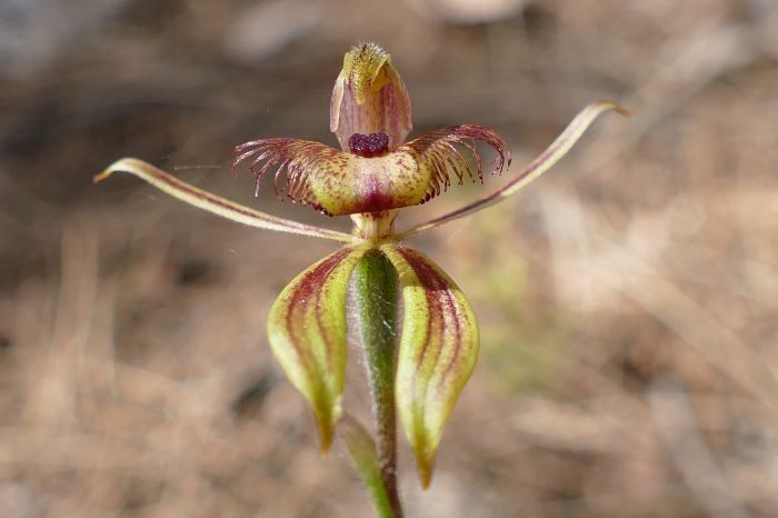 A photo of a spider orchid. The flower has four flat, long, thin petals that are light green with flecks of purple. A curved petal sits on top of the stem, and another petal acts as a hood over the stamen.