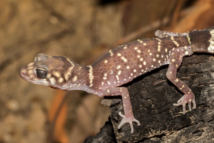 A photo of a gecko on a log. The gecko is a small lizard that is brown with small yellow dots.