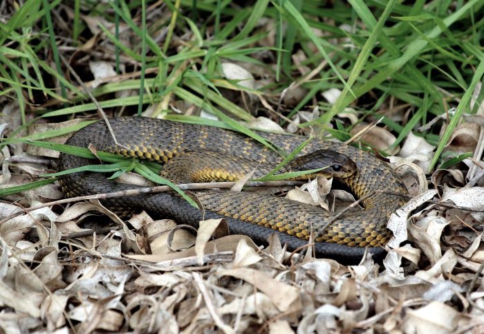A photo of a tiger snake curled up in some grass and leaves. The tiger snake is dark brown/black with some faint yellow stripes.
