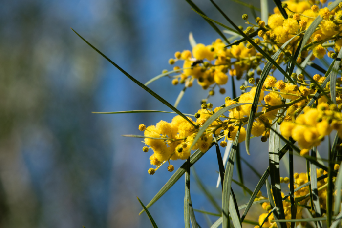 A photo of the flowers on a wattle tree. The flowers are small, yellow and fluffy, and grow in clusters. The leaves of the tree are long, thin and green.
