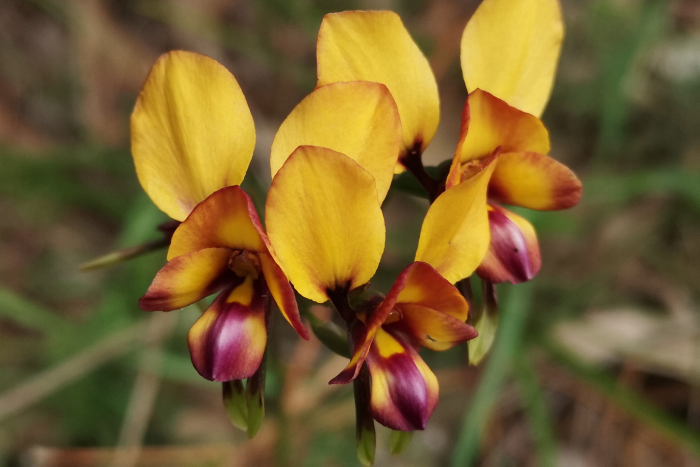 A photo of a donkey orchid flower. It has two big, yellow petals that stand upwards. There are four smaller petals underneath that are yellow and dark pink.