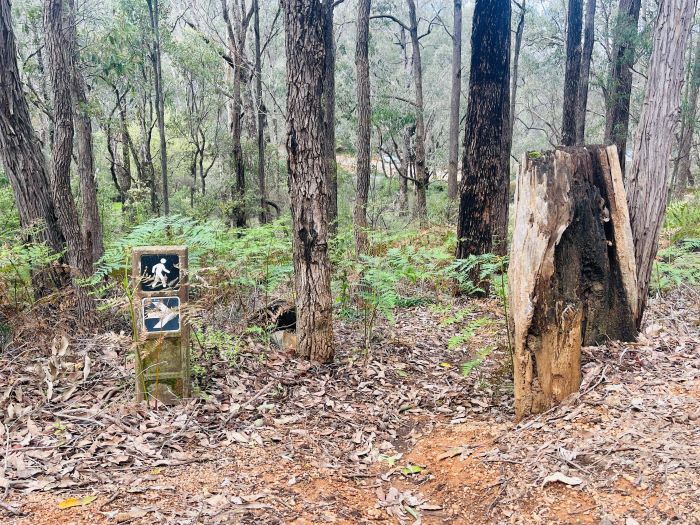 A photo of a small signpost that points visitors in the direction of a walk trail. The sign sits amongst some tall trees on the forest floor.