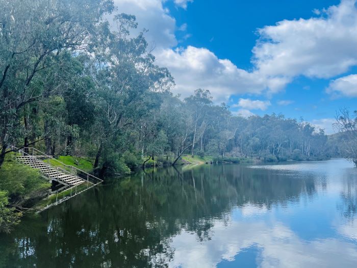 A photo of the Murray River at Dwaalindjirrap. The river is calm and flat. On the left bank are some steel stairs leading down into the water, and tall trees and bushland.